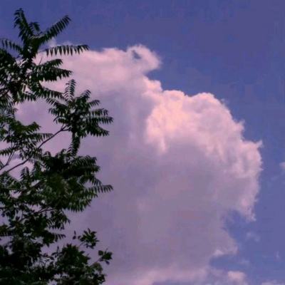 与犬耳美少女的共同生活手游下载